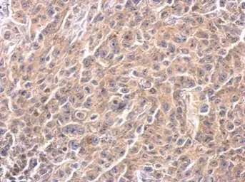Anti-Caspase 4 antibody used in IHC (Paraffin sections) (IHC-P). GTX113639