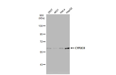 Anti-CYP2C8 antibody used in Western Blot (WB). GTX113666
