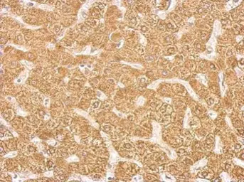 Anti-CYP2C8 antibody used in IHC (Paraffin sections) (IHC-P). GTX113666