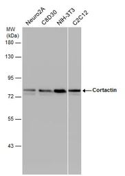 Anti-Cortactin antibody [N1C1] used in Western Blot (WB). GTX113680