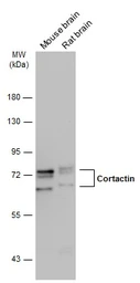 Anti-Cortactin antibody [N1C1] used in Western Blot (WB). GTX113680