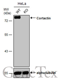 Anti-Cortactin antibody used in Western Blot (WB). GTX113681