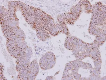 Anti-Monoamine Oxidase B antibody [N1N3] used in IHC (Paraffin sections) (IHC-P). GTX113771