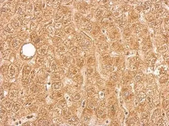 Anti-PAI3 antibody used in IHC (Paraffin sections) (IHC-P). GTX113795