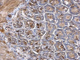 Anti-PC1/3 antibody used in IHC (Paraffin sections) (IHC-P). GTX113797