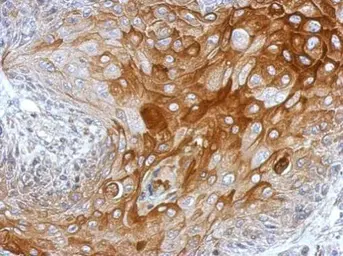 Anti-PC1/3 antibody used in IHC (Paraffin sections) (IHC-P). GTX113797