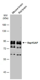 Anti-Rap1GAP antibody [N2C2], Internal used in Western Blot (WB). GTX113821