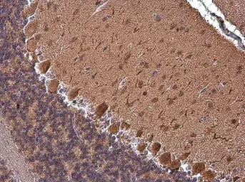 Anti-Rap1GAP antibody [N2C2], Internal used in IHC (Paraffin sections) (IHC-P). GTX113821