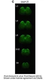 Anti-SNAP25 antibody used in IHC (Frozen sections) (IHC-Fr). GTX113839