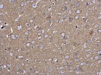 Anti-SNAP25 antibody used in IHC (Paraffin sections) (IHC-P). GTX113839