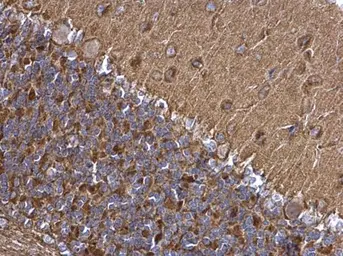 Anti-SNAP25 antibody used in IHC (Paraffin sections) (IHC-P). GTX113839