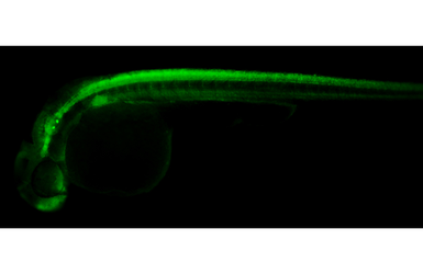 Anti-SNAP25 antibody used in IHC (Whole mount) (IHC-Wm). GTX113839