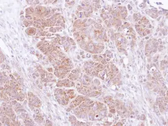 Anti-SNAP25 antibody used in IHC (Paraffin sections) (IHC-P). GTX113839