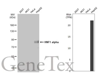 Anti-HNF1 alpha antibody [N1N3] used in Western Blot (WB). GTX113850