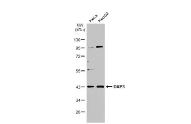 Anti-DAP3 antibody [N1C2] used in Western Blot (WB). GTX113863