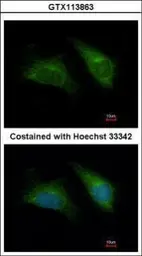 Anti-DAP3 antibody [N1C2] used in Immunocytochemistry/ Immunofluorescence (ICC/IF). GTX113863