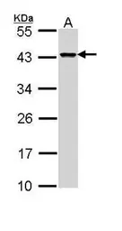Anti-DAP3 antibody [N1C2] used in Western Blot (WB). GTX113863