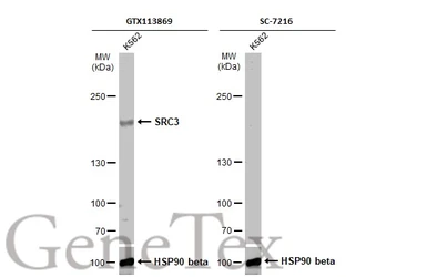 Anti-SRC3 antibody [N1N2], N-term used in Western Blot (WB). GTX113869