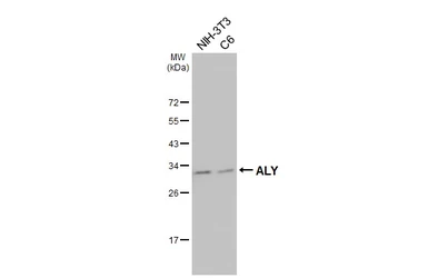 Anti-ALY antibody used in Western Blot (WB). GTX113917