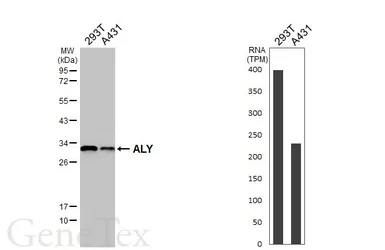 Anti-ALY antibody used in Western Blot (WB). GTX113917