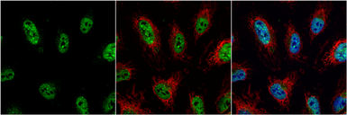 Anti-Jab1 antibody [N1C1] used in Immunocytochemistry/ Immunofluorescence (ICC/IF). GTX113927