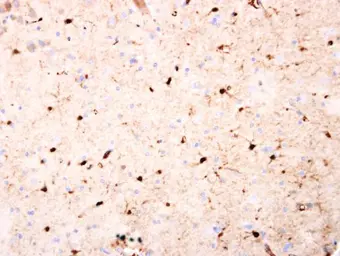 Anti-Jab1 antibody [N1C1] used in IHC (Paraffin sections) (IHC-P). GTX113927