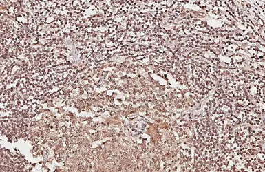 Anti-PAD4 antibody used in IHC (Paraffin sections) (IHC-P). GTX113945