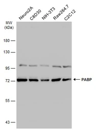 Anti-PABP antibody used in Western Blot (WB). GTX113954