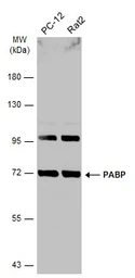 Anti-PABP antibody used in Western Blot (WB). GTX113954
