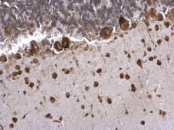 Anti-PABP antibody used in IHC (Paraffin sections) (IHC-P). GTX113954