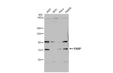 Anti-PABP antibody used in Western Blot (WB). GTX113954