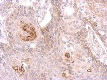 Anti-MST4 antibody [N2C3] used in IHC (Paraffin sections) (IHC-P). GTX113976