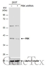 Anti-PBK antibody [N2C3] used in Western Blot (WB). GTX113982