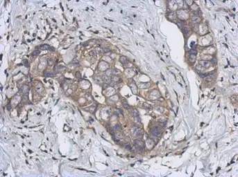 Anti-CYP2J2 antibody [N3C3] used in IHC (Paraffin sections) (IHC-P). GTX114064
