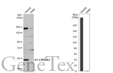 Anti-CYP27A1 antibody used in Western Blot (WB). GTX114065