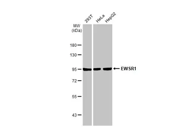 Anti-EWSR1 antibody used in Western Blot (WB). GTX114069