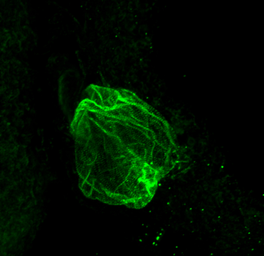 Anti-FHL2 antibody used in IHC (Whole mount) (IHC-Wm). GTX114071