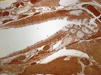 Anti-FHL2 antibody used in IHC (Paraffin sections) (IHC-P). GTX114071