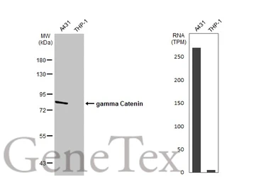 Anti-gamma Catenin antibody [C2C3], C-term used in Western Blot (WB). GTX114156