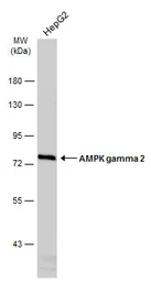 Anti-AMPK gamma 2 antibody [C2C3], C-term used in Western Blot (WB). GTX114178
