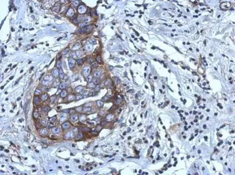 Anti-RGS4 antibody used in IHC (Paraffin sections) (IHC-P). GTX114184