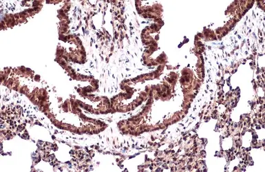 Anti-CRM1 antibody used in IHC (Paraffin sections) (IHC-P). GTX114188