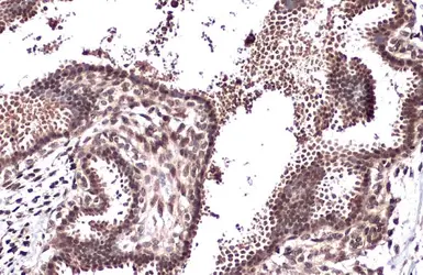 Anti-CRM1 antibody used in IHC (Paraffin sections) (IHC-P). GTX114188