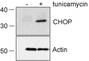 Anti-GADD153 antibody [9C8] used in Western Blot (WB). GTX11419