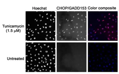 Anti-GADD153 antibody [9C8] used in Immunocytochemistry/ Immunofluorescence (ICC/IF). GTX11419