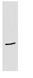 Anti-ERP29 antibody used in Western Blot (WB). GTX11420