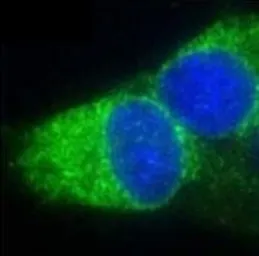 Anti-ERP29 antibody used in Immunocytochemistry/ Immunofluorescence (ICC/IF). GTX11420