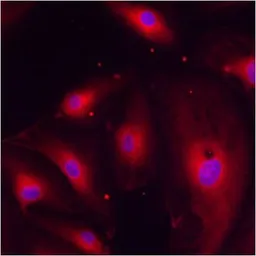 Anti-ERP29 antibody used in Immunocytochemistry/ Immunofluorescence (ICC/IF). GTX11420