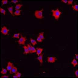 Anti-ERP29 antibody used in Immunocytochemistry/ Immunofluorescence (ICC/IF). GTX11420