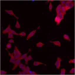 Anti-ERP29 antibody used in Immunocytochemistry/ Immunofluorescence (ICC/IF). GTX11420